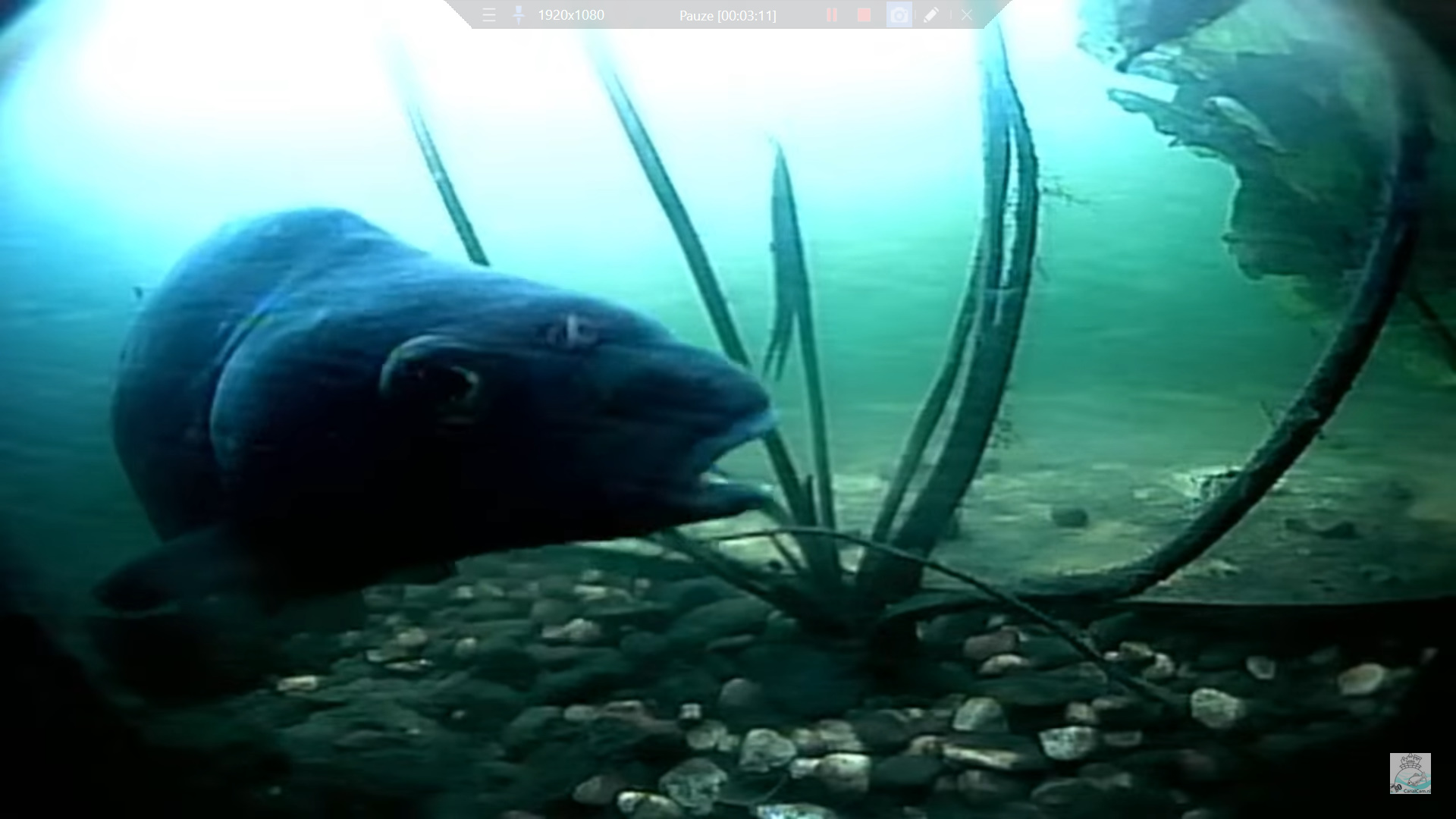 Why are the bream sucking on pebbles?