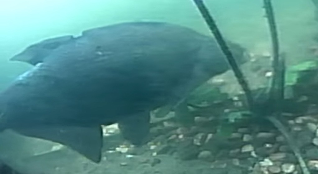 Brasem/Bream Poptart