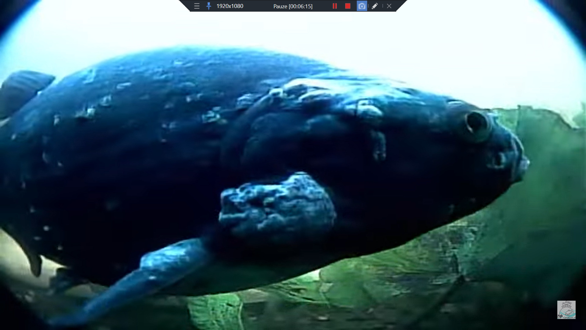 Brasem/Bream Schimmelpenninck