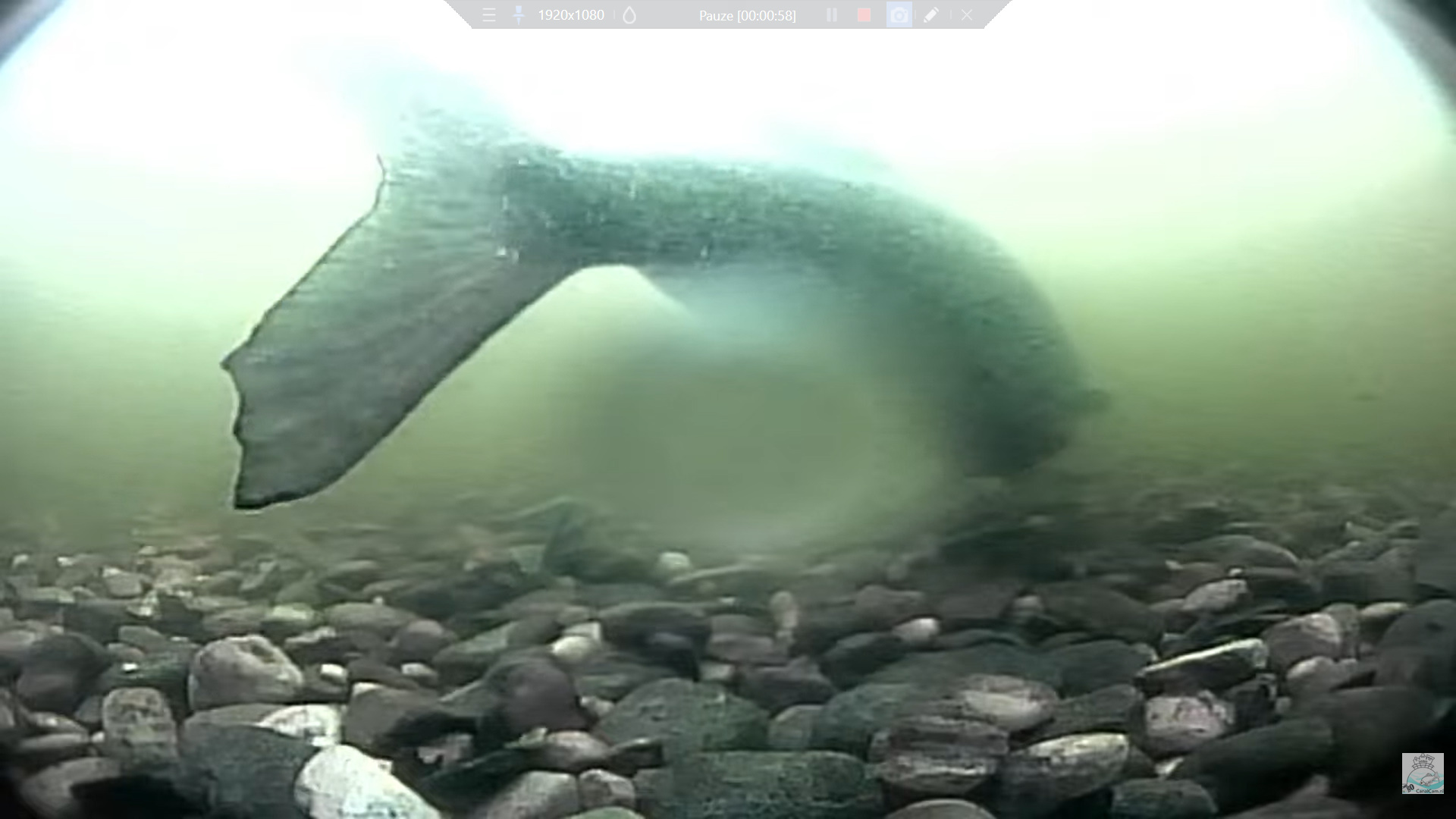 Brasem/Bream Mermaid