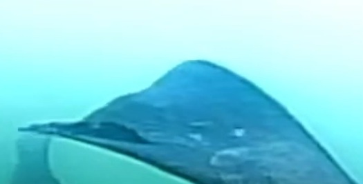 Zeelt/Tench Trinity 2025+2026