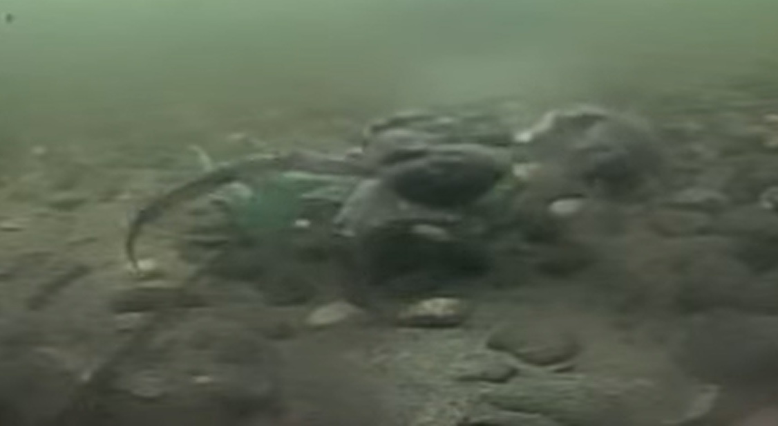 Chin. Wolhandkrab/Mitten crab Kingler