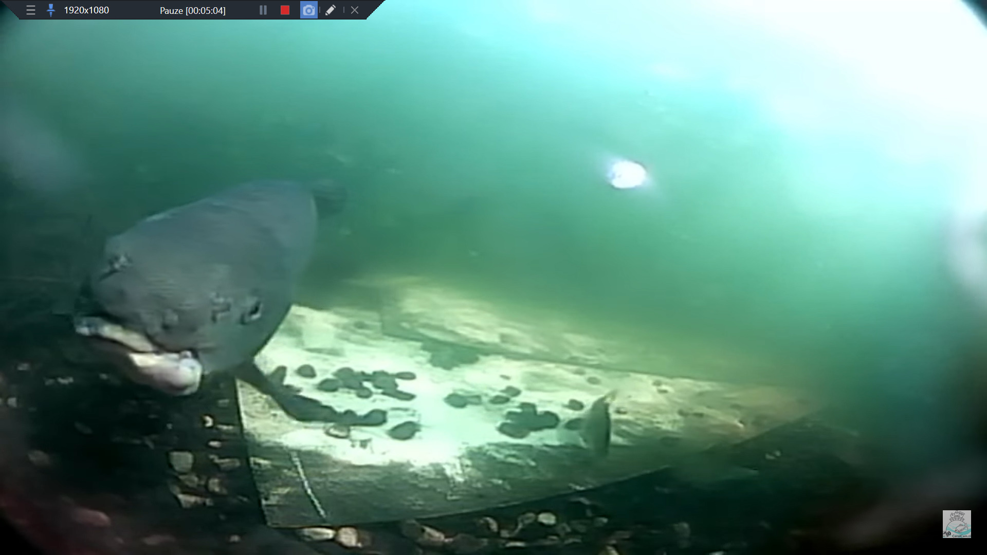 Zeelt Hazelip op CanalCam Leiden