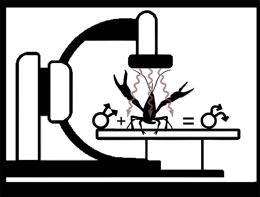 mannelijke rivierkreeft twee gonaden onder xray met stralen OWL
