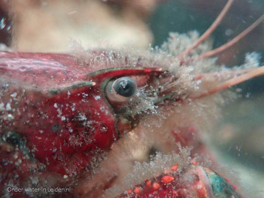 Procambarus clarkii 'Fluffy', de rode Amerikaanse rivierkreeft met klokdiertjes op 6nov2022