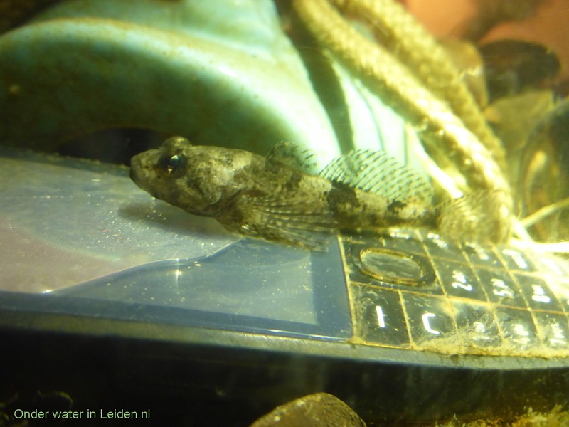 Een rivierdonderpad op een mobieltje - uit de gracht! Is het weghalen van deze kunstriffen wel zo goed? Dat vissen we samen uit