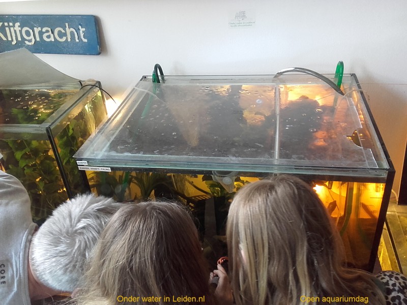 open-aquariumdag stadsgrachtenaquaria leiden