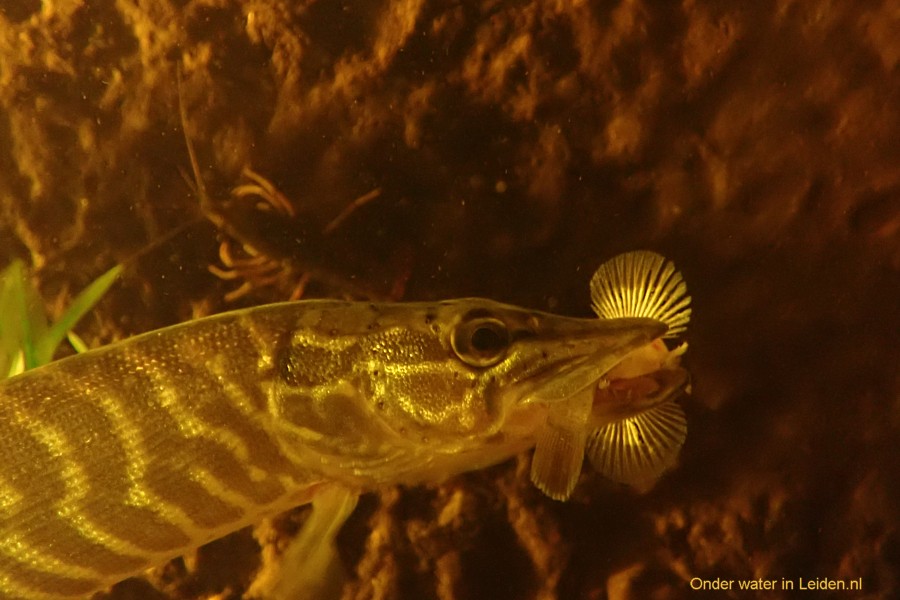 snoekje Eppo met zwartbekgrondel en rivierkreeft op de achtergrond