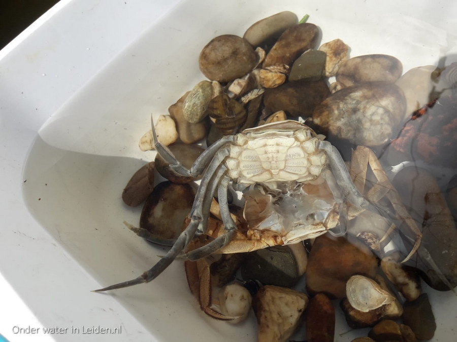 wolhandkrab vervellend onder water in Leiden abdominaal mannetje