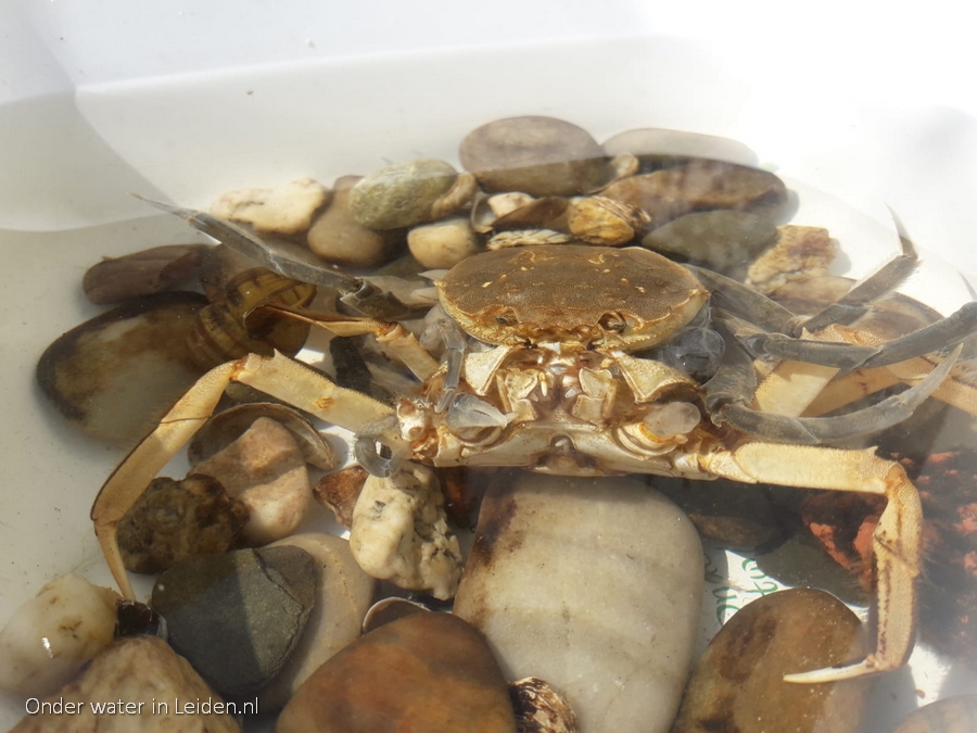 wolhandkrab vervellend onder water in Leiden frontaal klauwtje