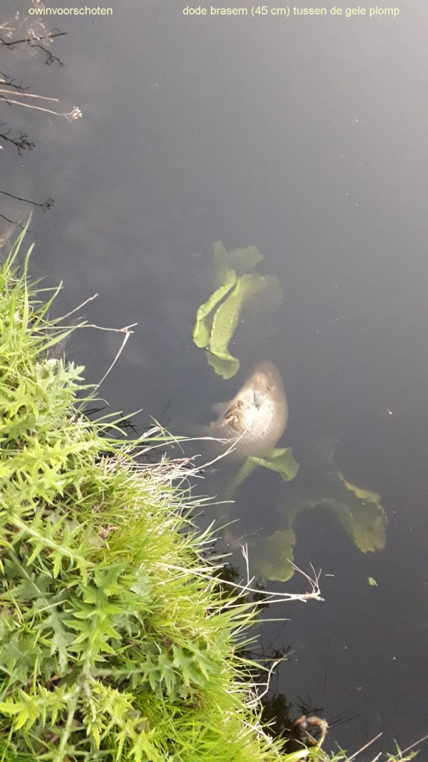 dode brasem tussen de gele plomp; heel schoon helder water, op het kadaver na