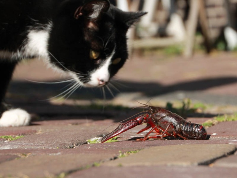 Sushi en Sjakie, bewoners van de grachten (foto: Aaf Verkade)