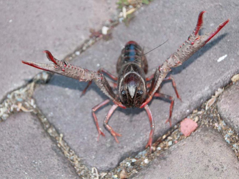 onderwaterinleiden rivierkreeft clarkii