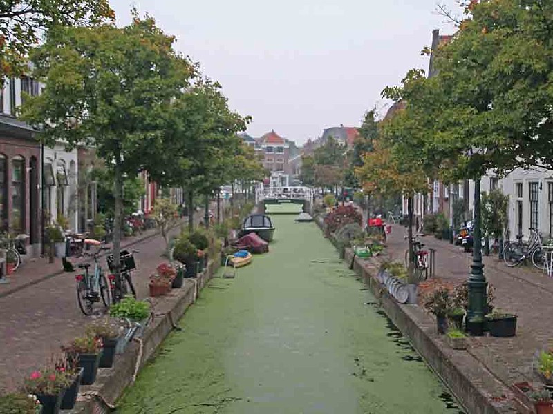 Wat kunnen de oorzaken zijn van een geslonken populatie?