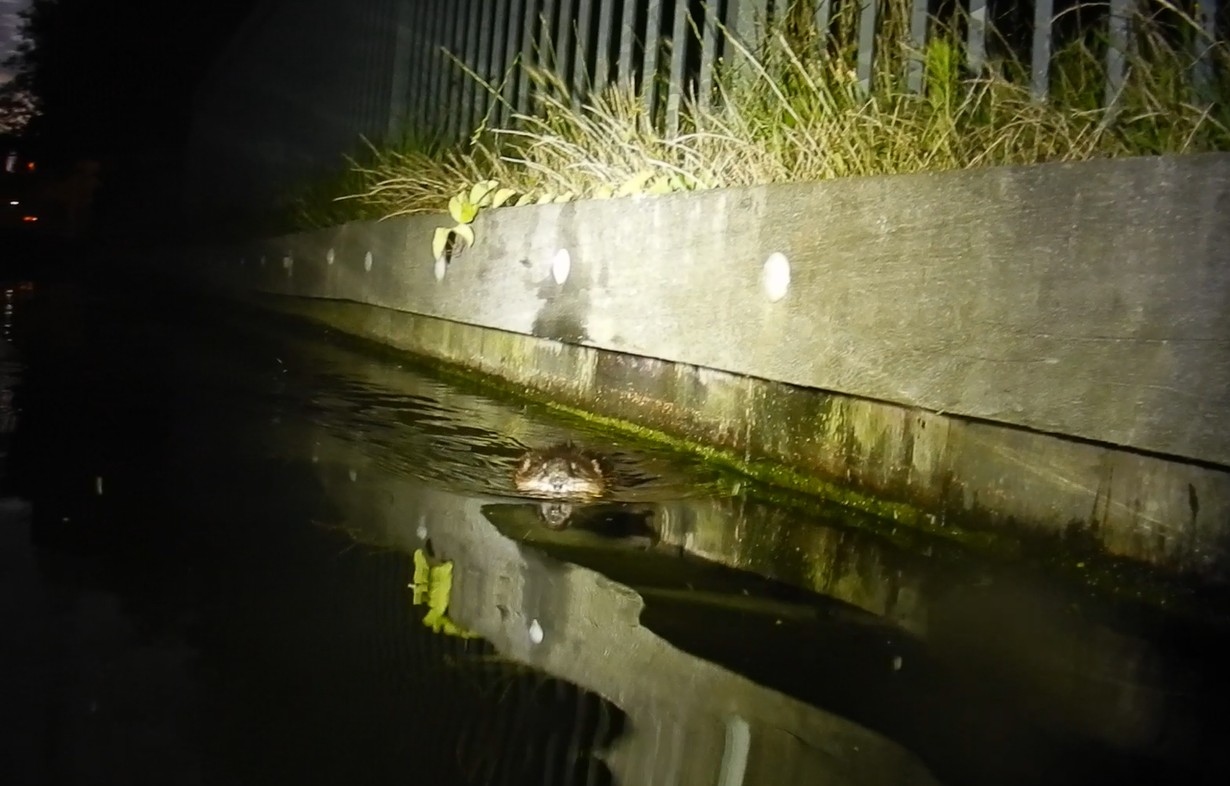 Woelrat bij speeltuin de Doorbraak, 14 juli 2020