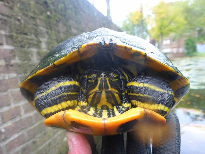 onderwaterinleiden bovenwater schildpad kop