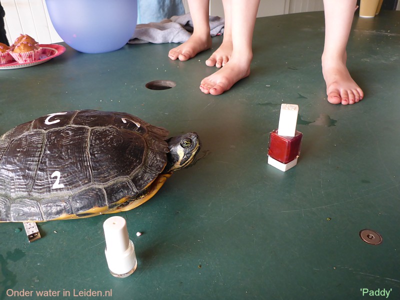 Schildpad Paddy heeft zijn rugnummer zojuist gekregen