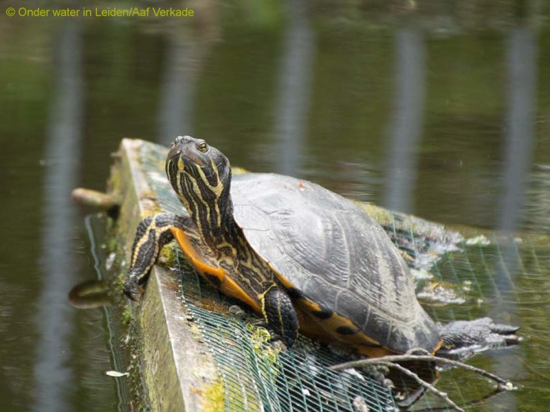 Schildpadden