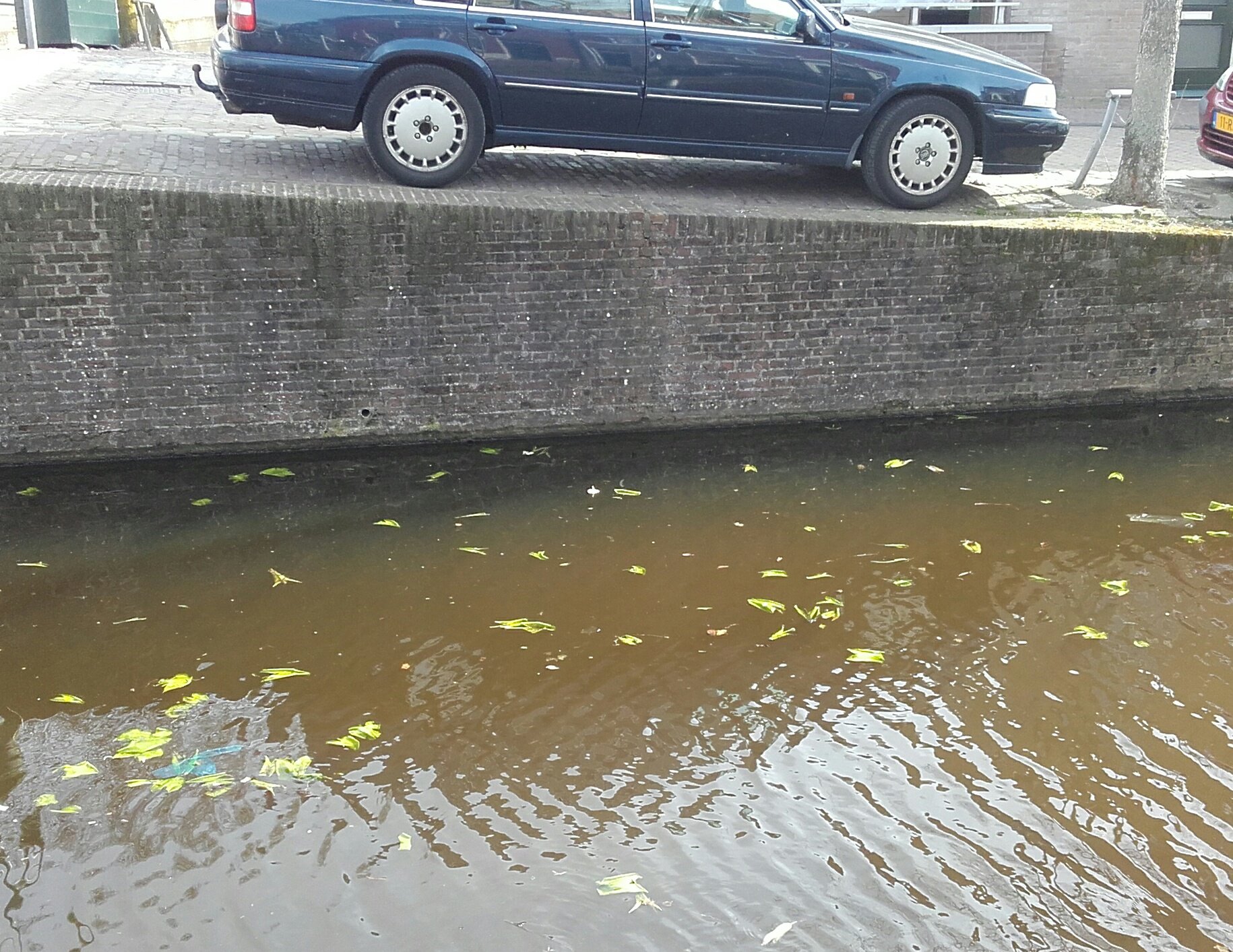 De invloed van boten op opkomende gele plomp 