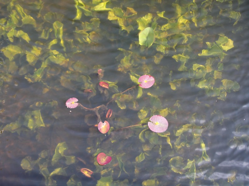Waterlelie en Gele Plomp
