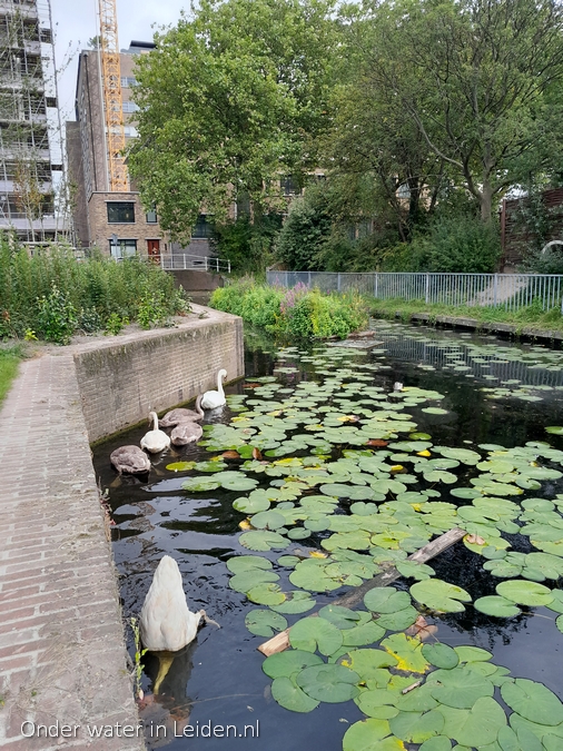 watertuinen in de binnenvestgracht op10sep2021