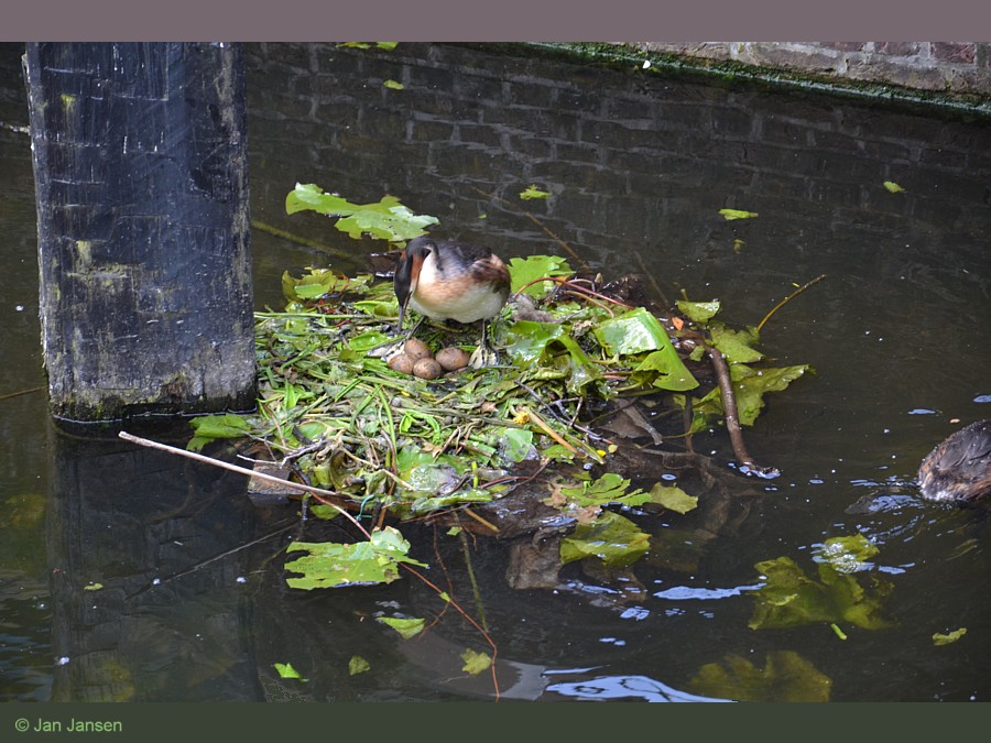 Dit is óók een succesvol watervogelbroedgebied