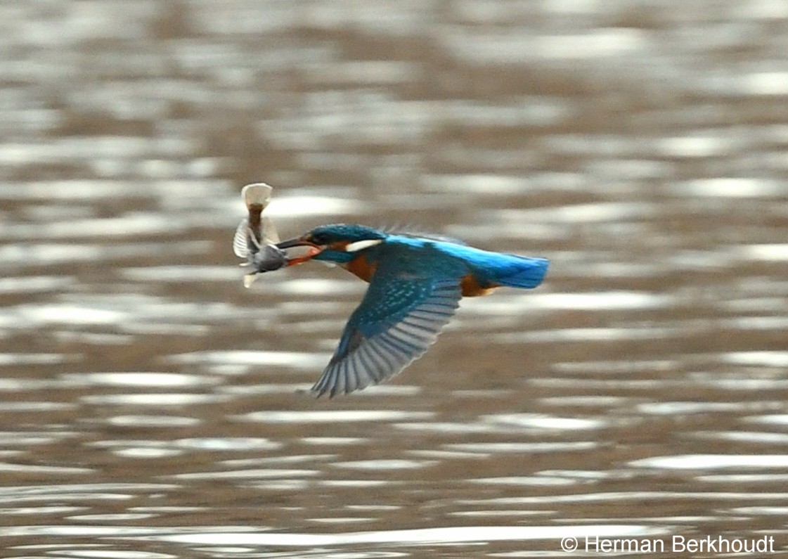 ijsvogel met zwartbekgrondel (c) Herman Berkhoudt