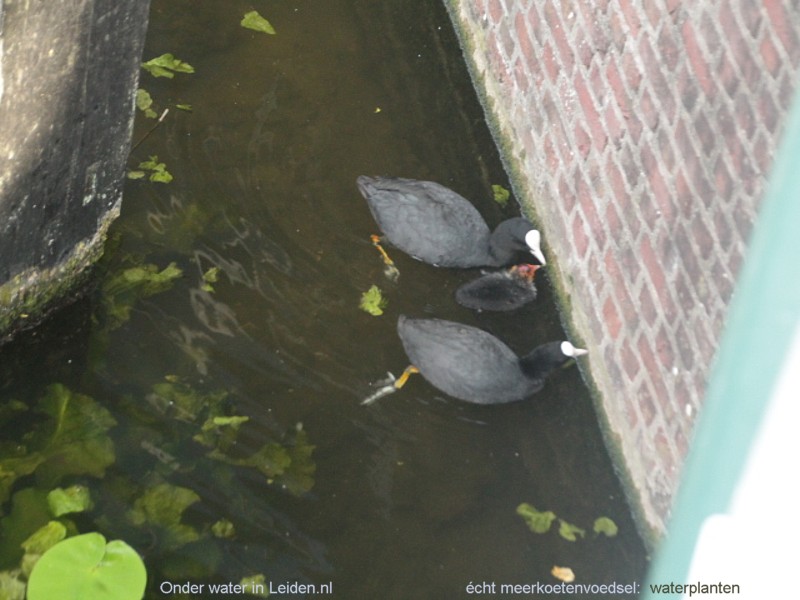 Watervogels