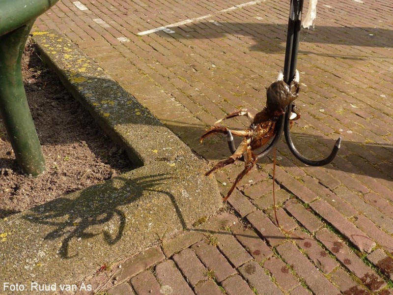 Viktor hing aan één van de dregankers in 2016!