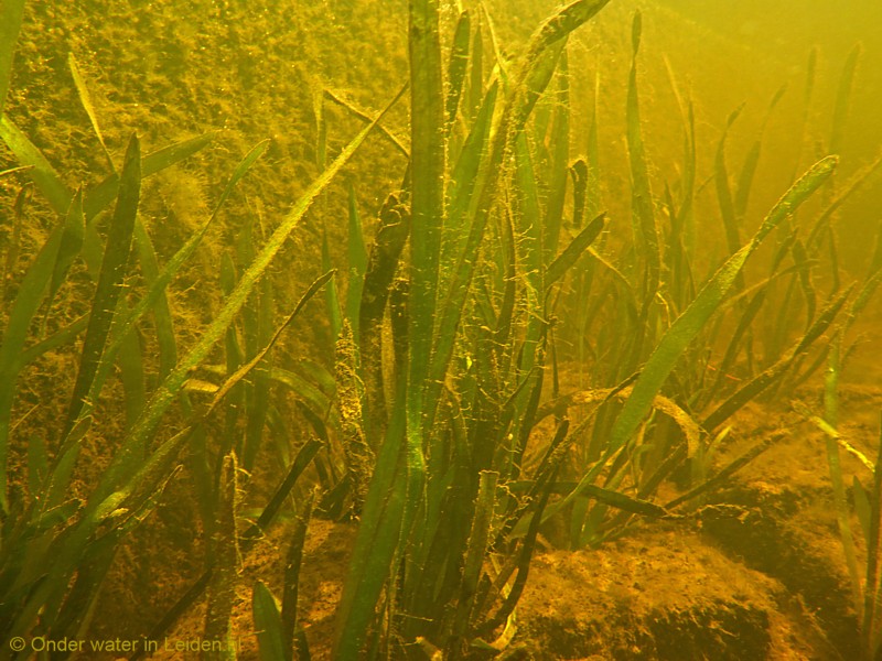 onderwaterinleiden pieterswijk groenhazengracht waterplanten
