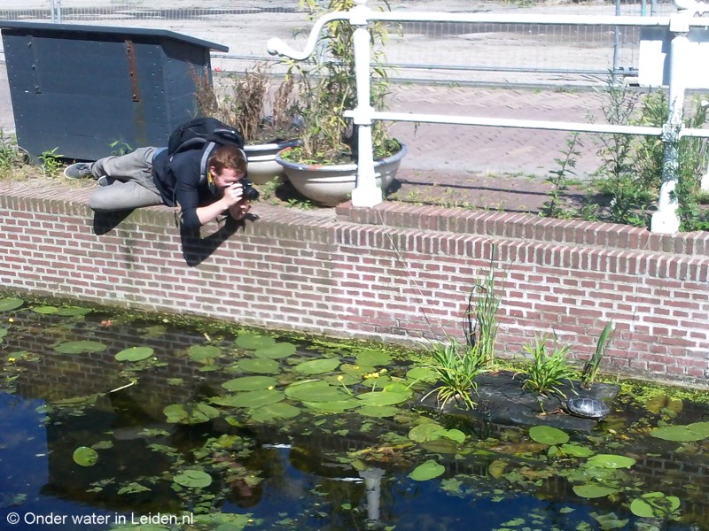 Een bijna-afgestudeerde bioloog legt één van de residente schildpadden in de Havenwijk vast