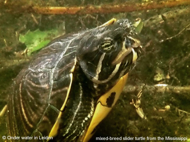 onderwaterinleiden onderwater exoot schildpad