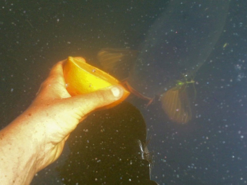 onderwaterinleiden hortusleiden sinaasappelproef