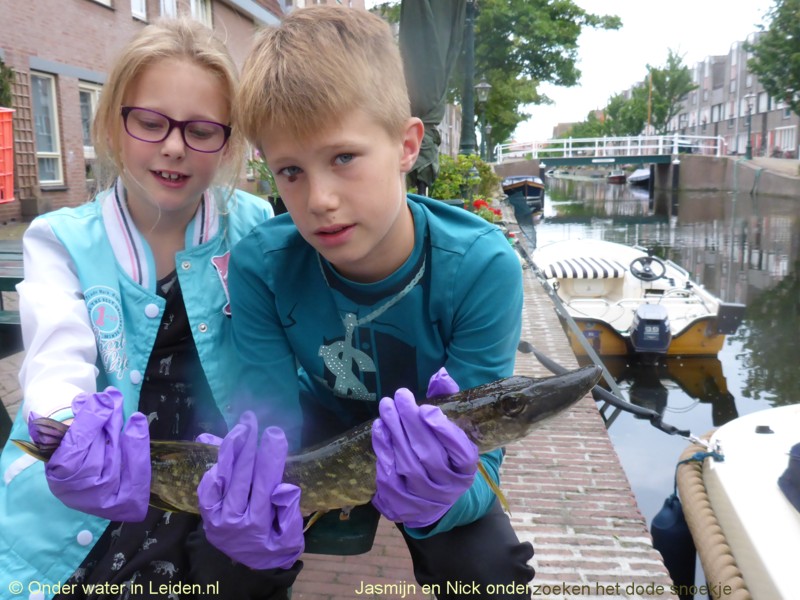 Dit snoekje overleed na een grote beet van een soortgenoot