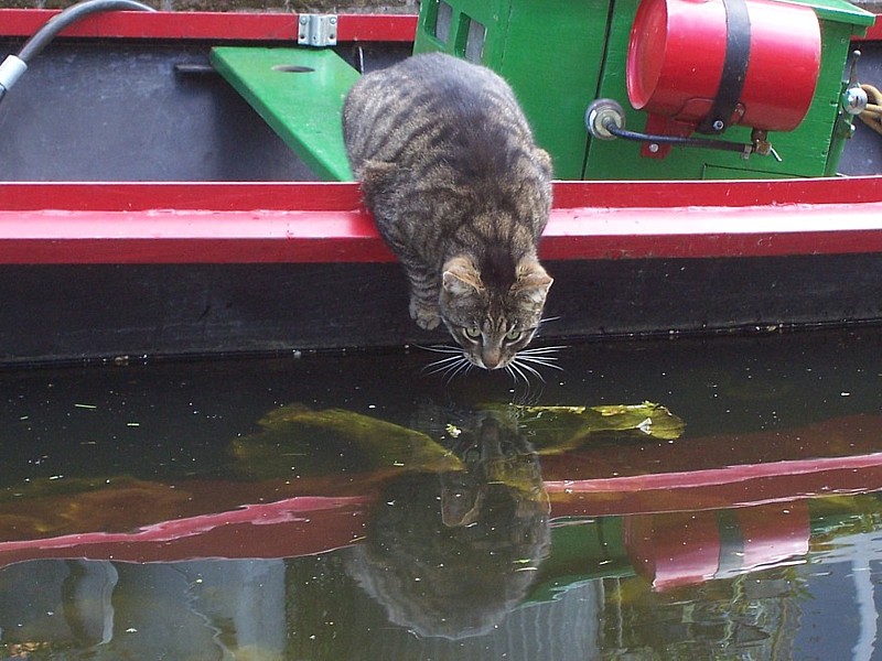 Zwemmende kat redt zichzelf