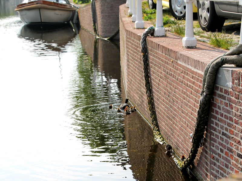 Paling kluift aan kattenklimtouw