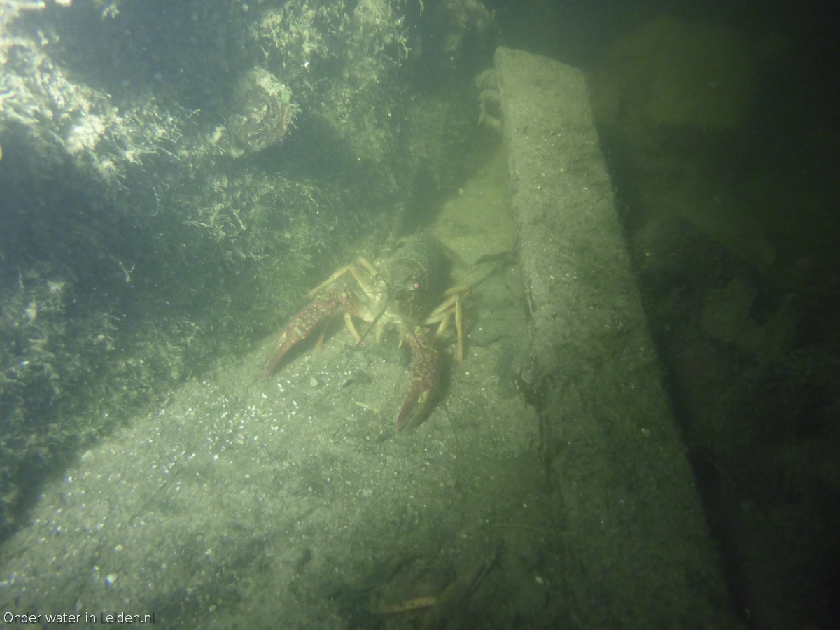 's Avonds laat is het via de snorkelmethode uitstekend mogeljik om rode amerikaanse rivierkreeften weg te vangen