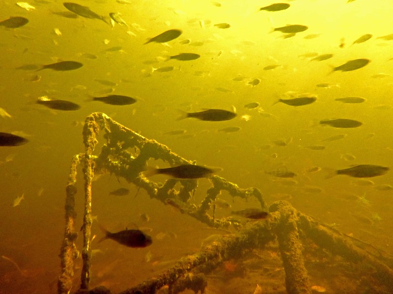 onderwaterinleiden snorkelmonitoring visjes fiets