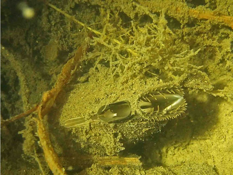 onderwaterinleiden een mossel filtert m.b.v. siphons: één opening voor instroom, eentje voor uitstroom