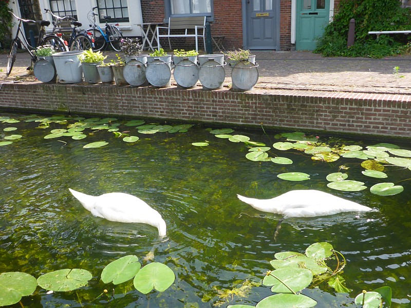 Zwanen kunnen er ook een bende van maken onder water, wanneer ze algen eten