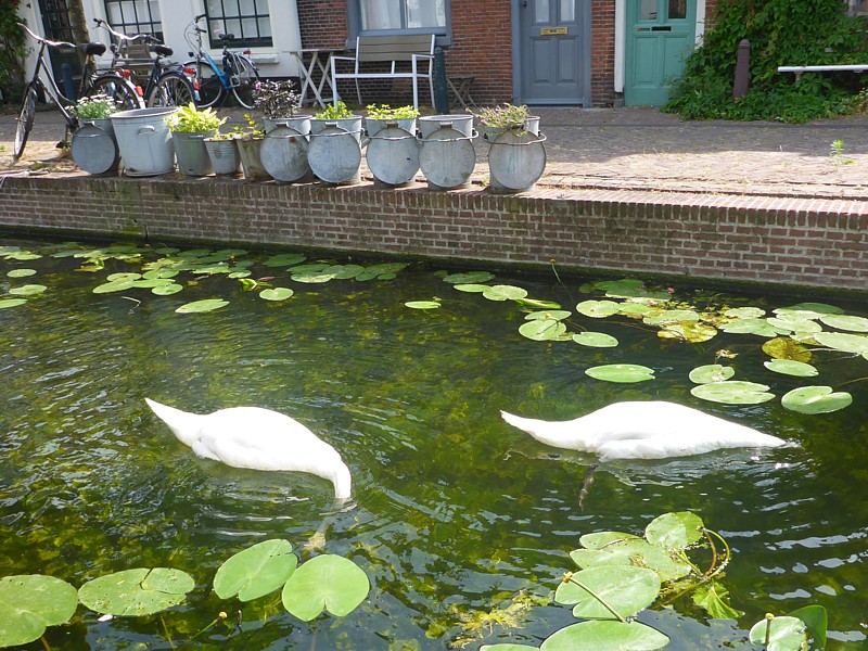 Zwanen kunnen er ook een bende van maken onder water, wanneer ze algen eten