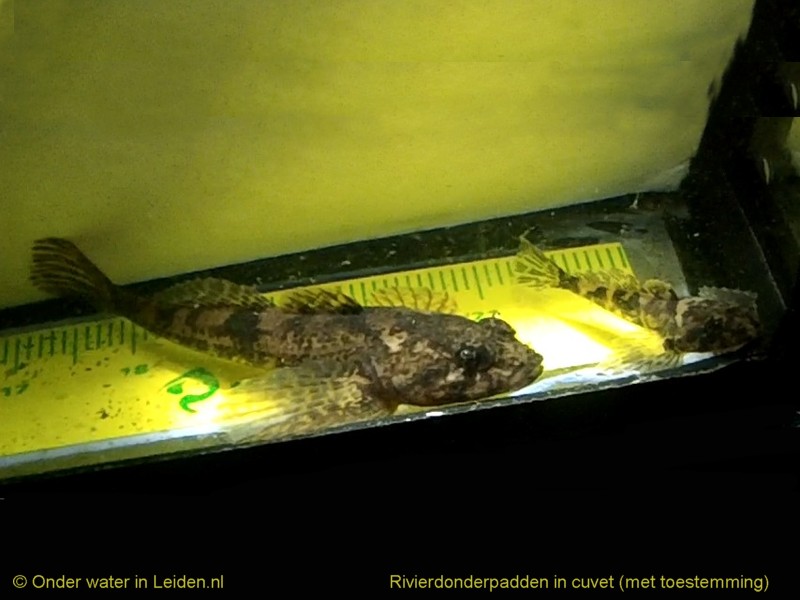 onderwaterinleiden rivierdonderpadden cuvet