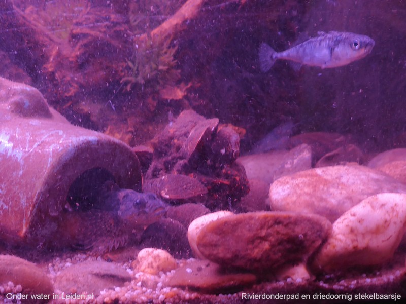 rivierdonderpad stekelbaarsje onderwaterinleiden