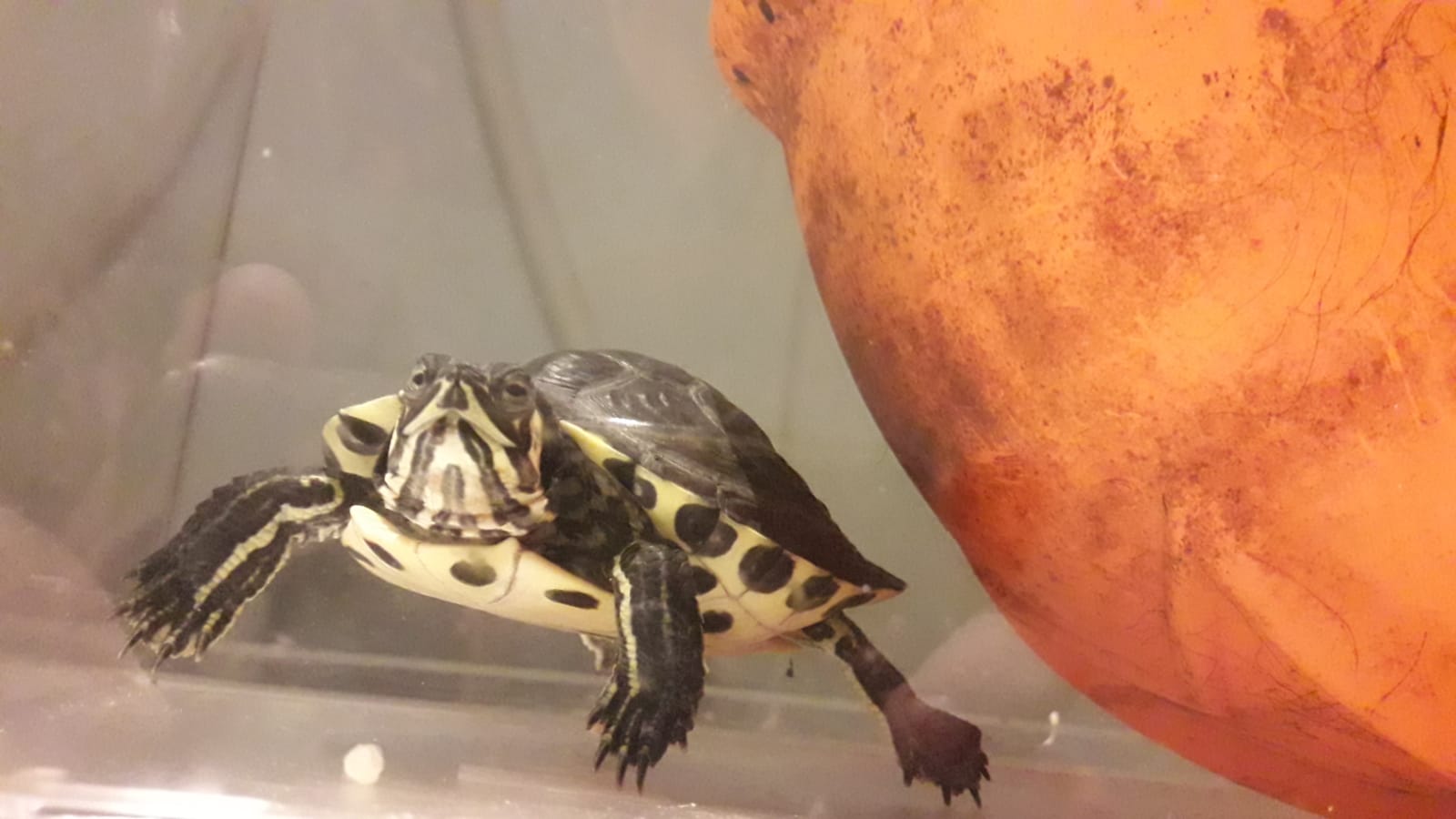 geelbuikschildpad 'Jove', tegen het lijf gezwommen op Halloween in een Leidse gracht geelbuikschildpad 'Jove', tegen het lijf gezwommen op Halloween in een Leidse gracht