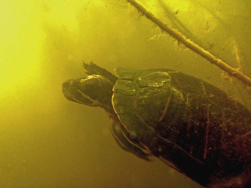 Een van de lettersierschildpadden in Leiden, snorkelend gekiekt