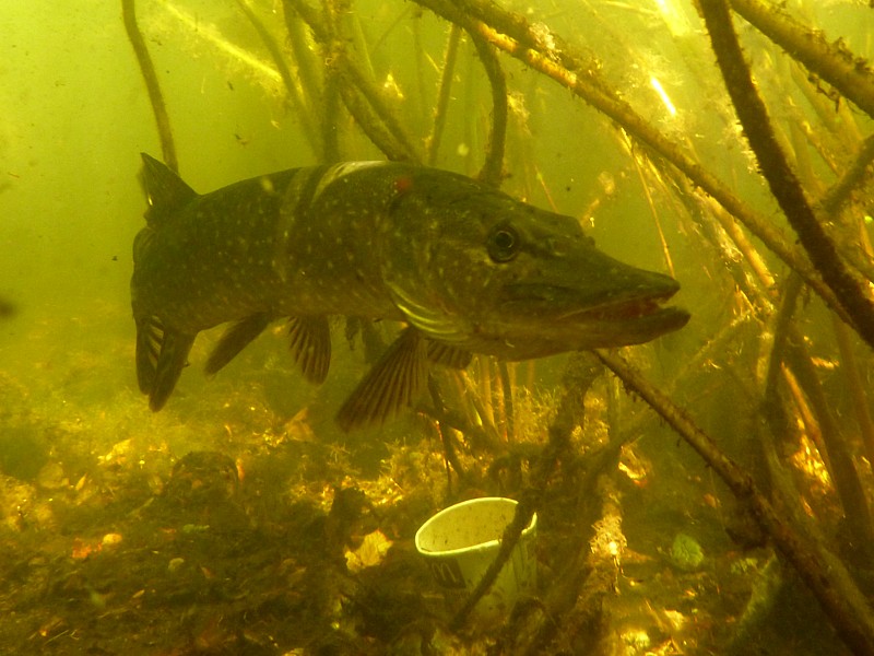 Een snoek met een McDonalds bekertje - dat heeft Aaf later opgepikt en weggegooid