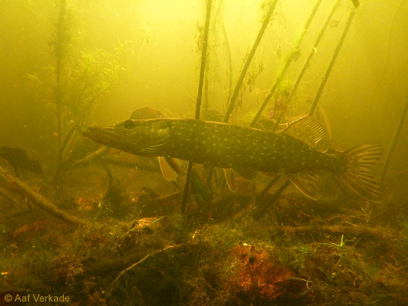 Predatie door snoek, snoekbaars en aal lijkt onder water een goede methode. Ze moeten de kreeft wel eerst leren zien als voedsel!