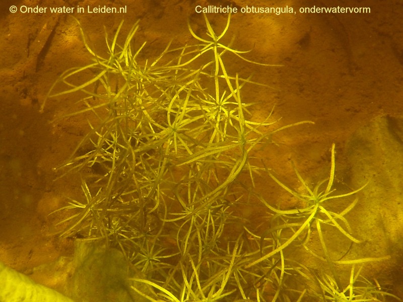 onderwaterinleiden callitriche-obtusangula onderwatervorm