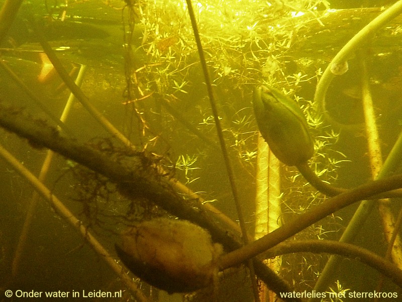 onderwaterinleiden waterlelies sterrekroos