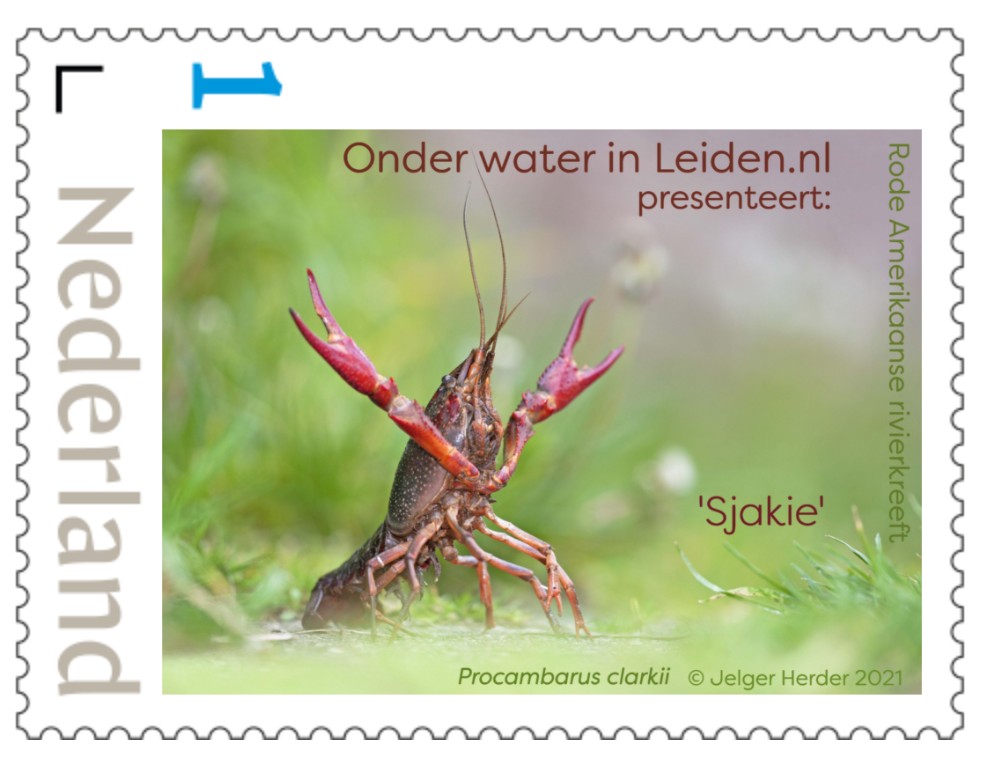 Postzegel met rode Amerikaanse rivierkreeft Sjakie, Onder water in Leiden 2021